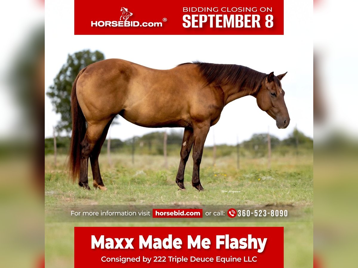 American Quarter Horse Merrie 6 Jaar 152 cm in Cisco, TX