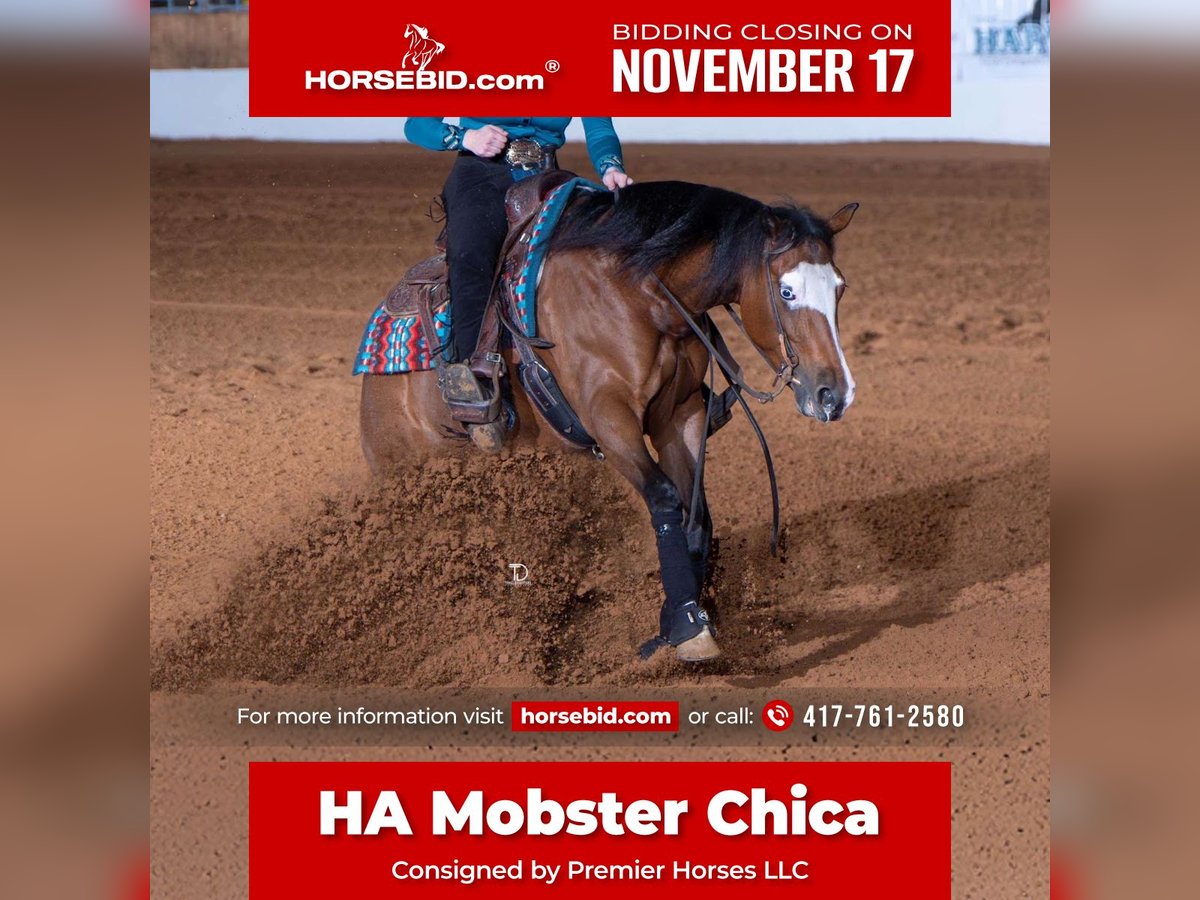 American Quarter Horse Merrie 6 Jaar 152 cm Roodbruin in Buffalo