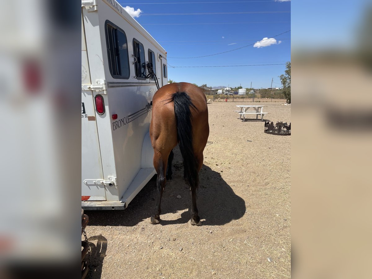 American Quarter Horse Merrie 6 Jaar 152 cm Roodbruin in Golden Valley