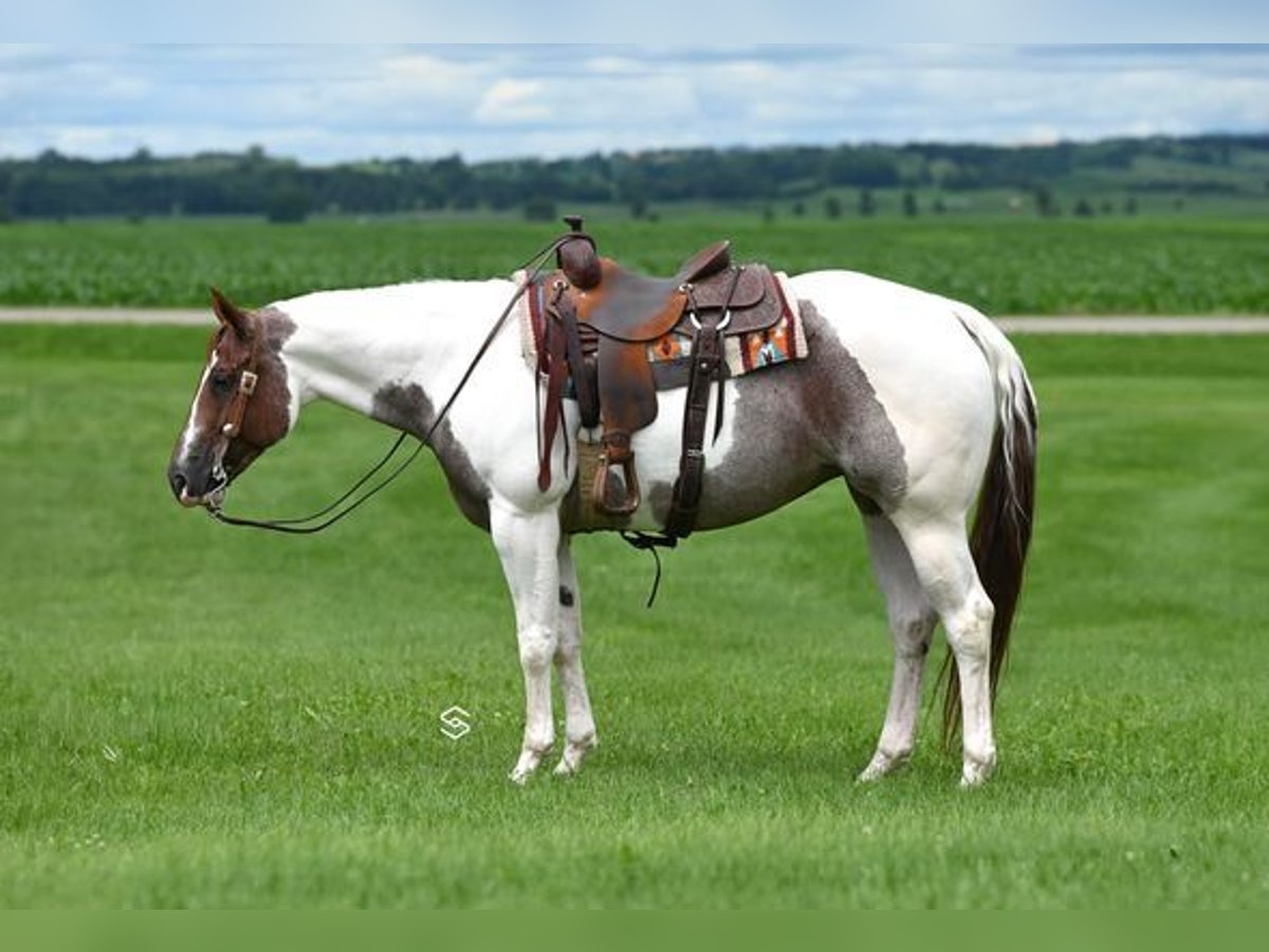 American Quarter Horse Merrie 6 Jaar 152 cm Tobiano-alle-kleuren in Lodi