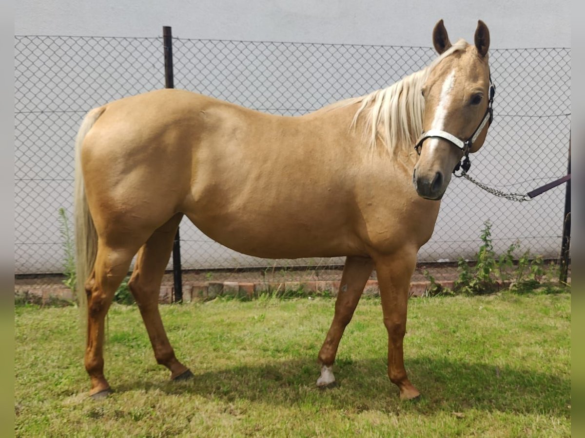 American Quarter Horse Merrie 6 Jaar 153 cm Palomino in Aschersleben