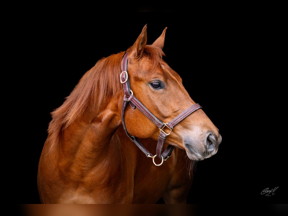American Quarter Horse Merrie 6 Jaar 153 cm Vos in Kirchberg am Wechsel