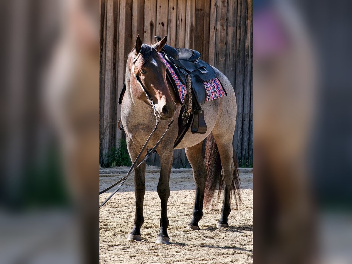 American Quarter Horse Merrie 6 Jaar 163 cm Roan-Bay in Neudrossenfeld