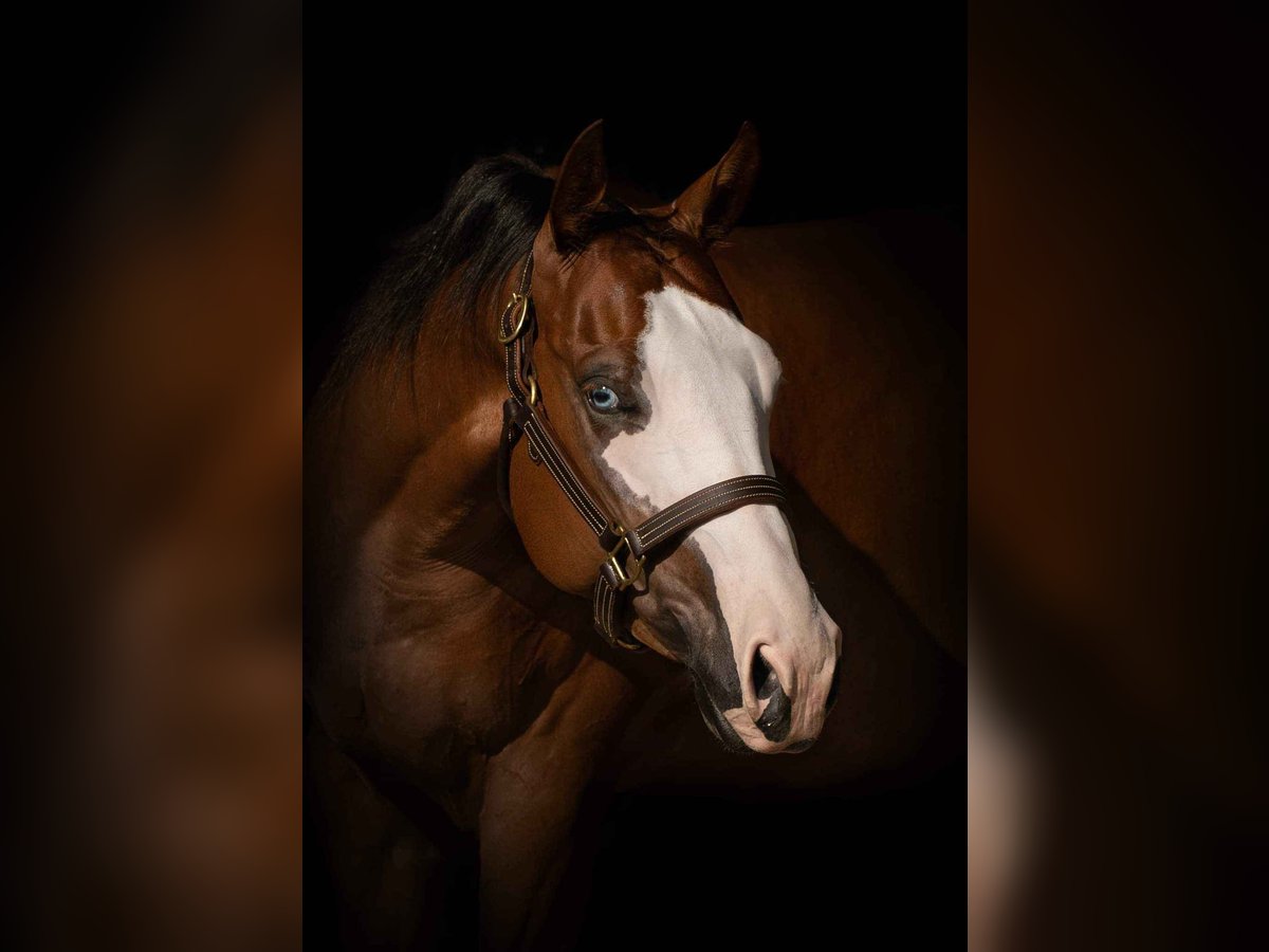 American Quarter Horse Merrie 6 Jaar 165 cm Vos in Salzburg
