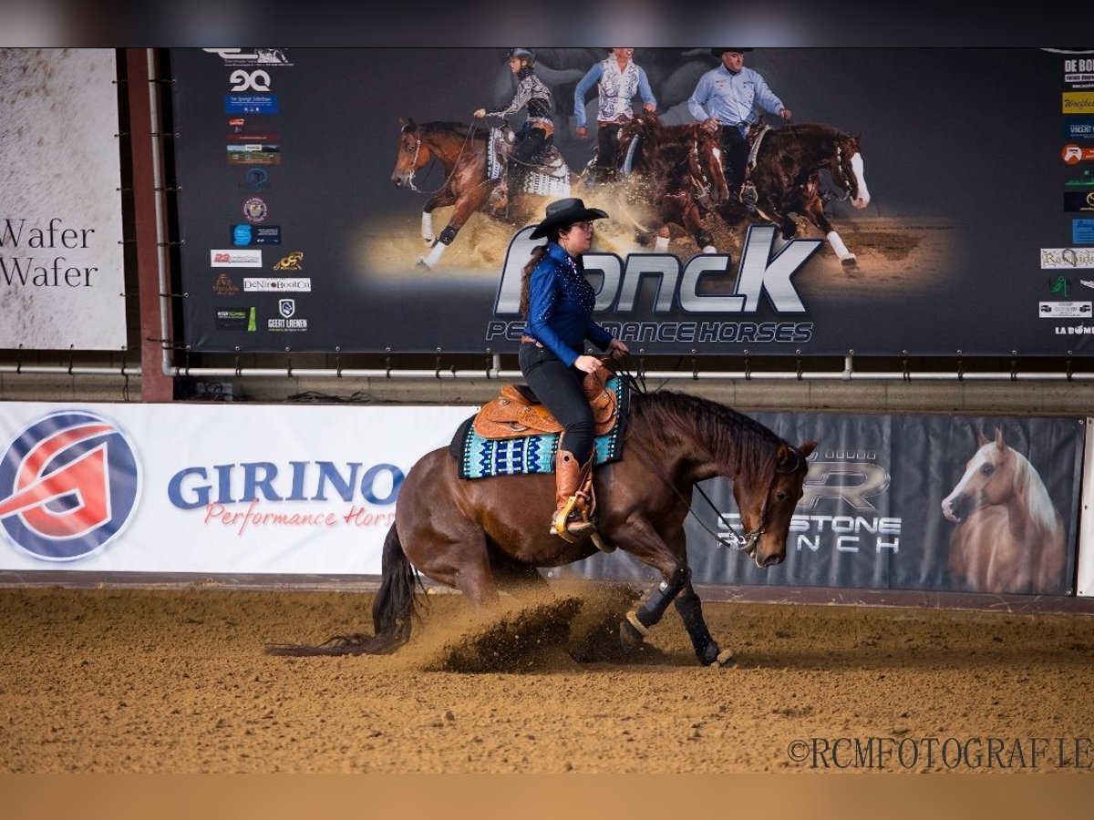 American Quarter Horse Merrie 6 Jaar Donkere-vos in Kamp-Lintfort