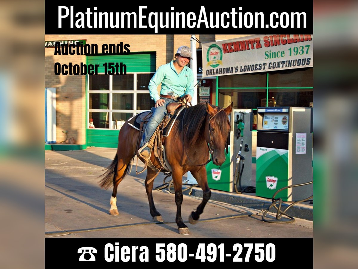 American Quarter Horse Merrie 6 Jaar Roodbruin in PERRY, OK