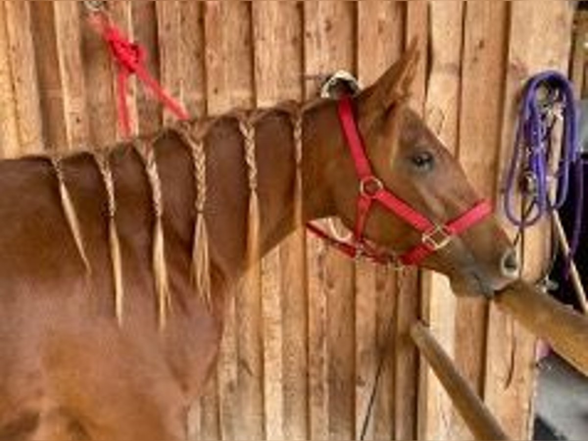 American Quarter Horse Merrie 7 Jaar 145 cm Vos in Kaarst