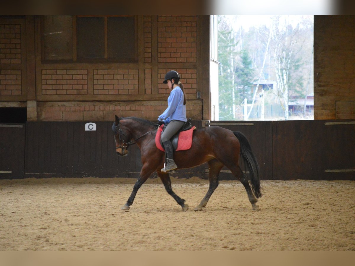 American Quarter Horse Merrie 7 Jaar 146 cm Bruin in Großalmerode