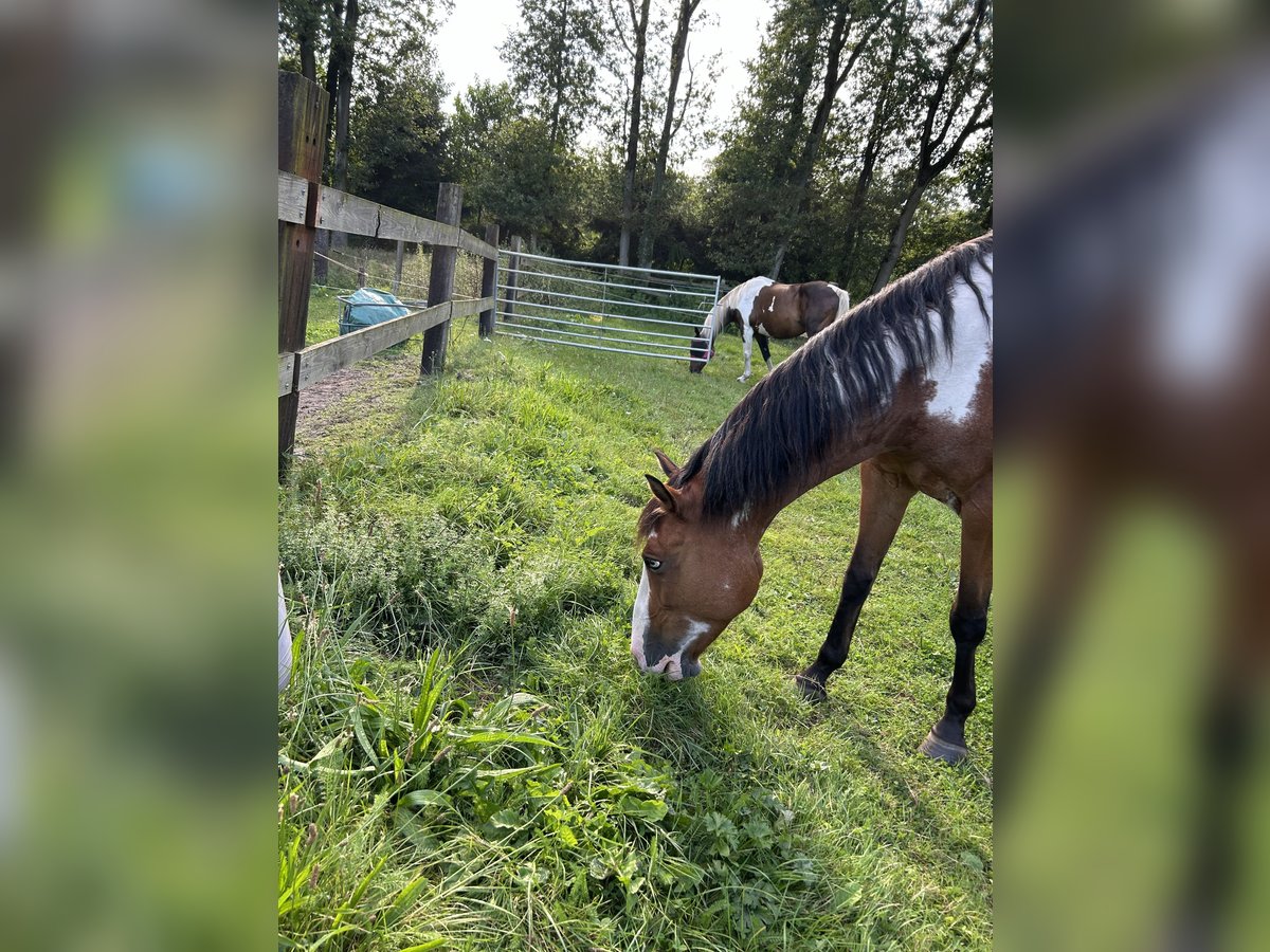 American Quarter Horse Mix Merrie 7 Jaar 148 cm Gevlekt-paard in Zoerle-Parwijs