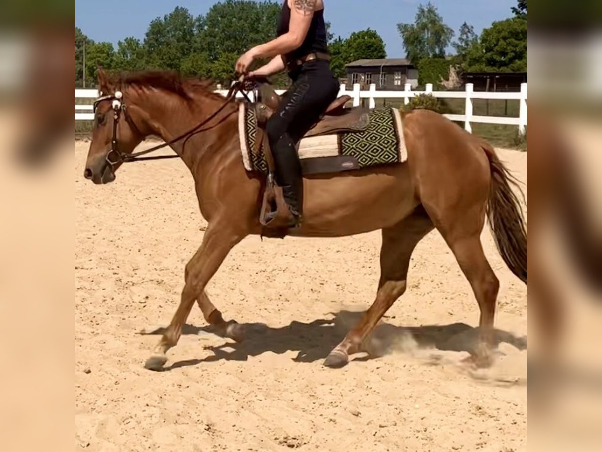 American Quarter Horse Merrie 7 Jaar 148 cm Roodvos in Osterburg