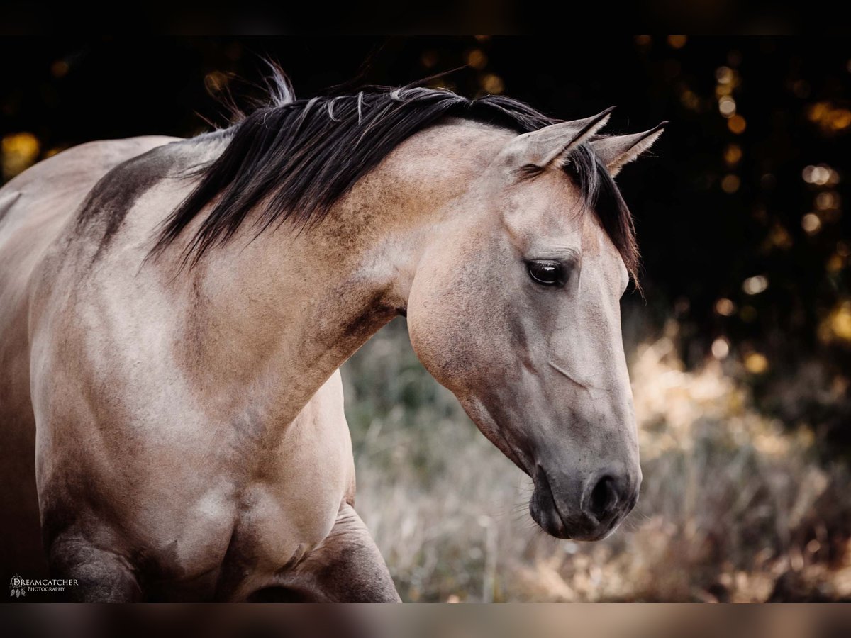 American Quarter Horse Merrie 7 Jaar 151 cm Falbe in Schärding Vorstadt