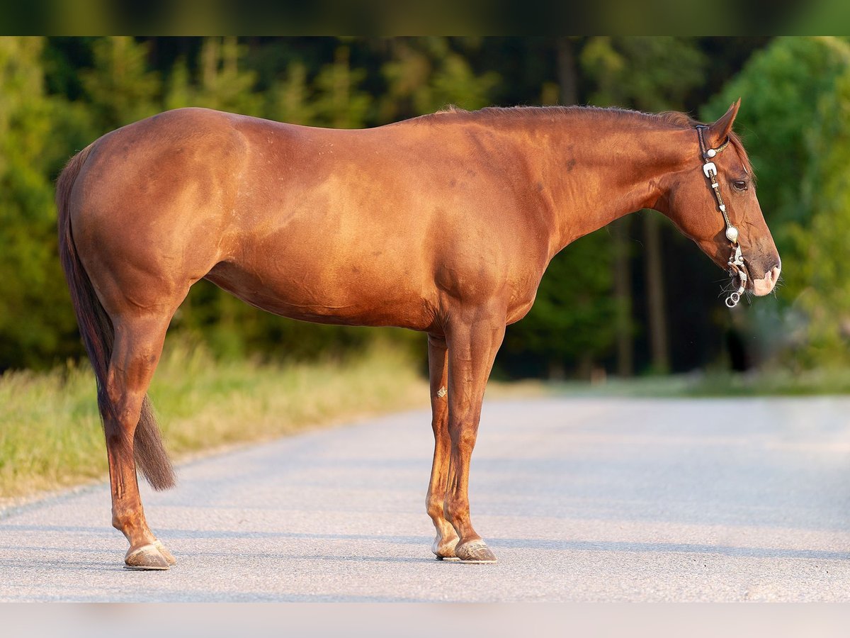 American Quarter Horse Merrie 7 Jaar 152 cm Vos in Freystadt