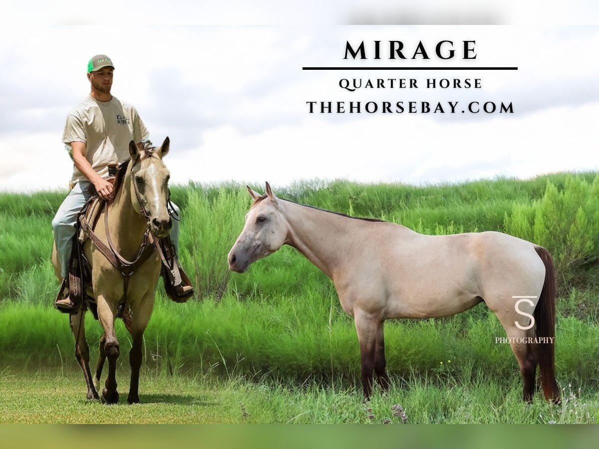 American Quarter Horse Merrie 7 Jaar 155 cm Buckskin in Mckinney, TX