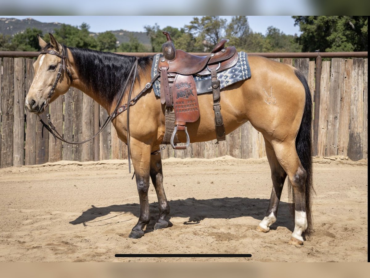 American Quarter Horse Merrie 7 Jaar Buckskin in Murrieta, CA