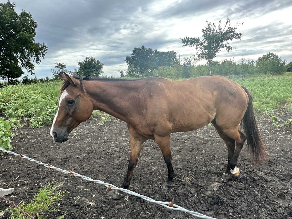 American Quarter Horse Merrie 8 Jaar 142 cm Roodvos in Leonard