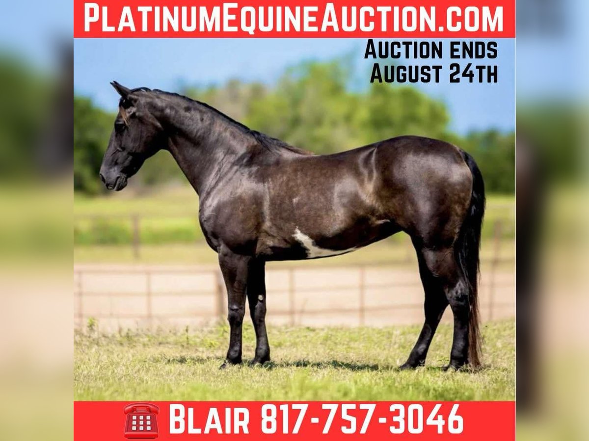 American Quarter Horse Merrie 8 Jaar 147 cm Overo-alle-kleuren in Weatherford TX