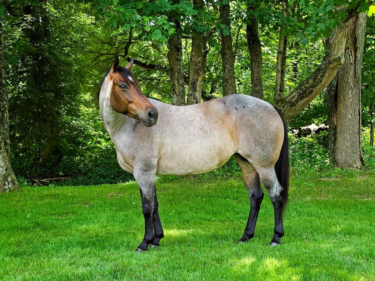 American Quarter Horse Merrie 8 Jaar 147 cm Roan-Blue in Dundee