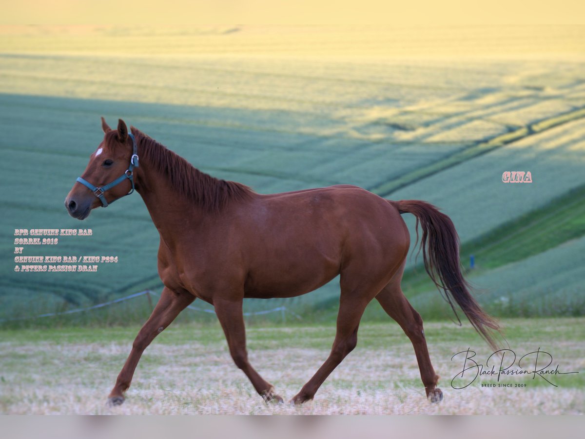 American Quarter Horse Merrie 8 Jaar 150 cm Vos in Mellingen