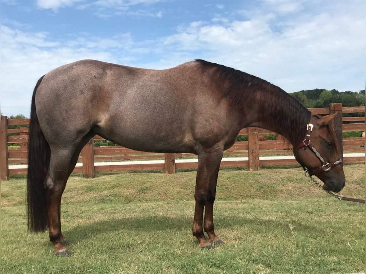 American Quarter Horse Merrie 8 Jaar 152 cm Roan-Red in Migliarino Pisano