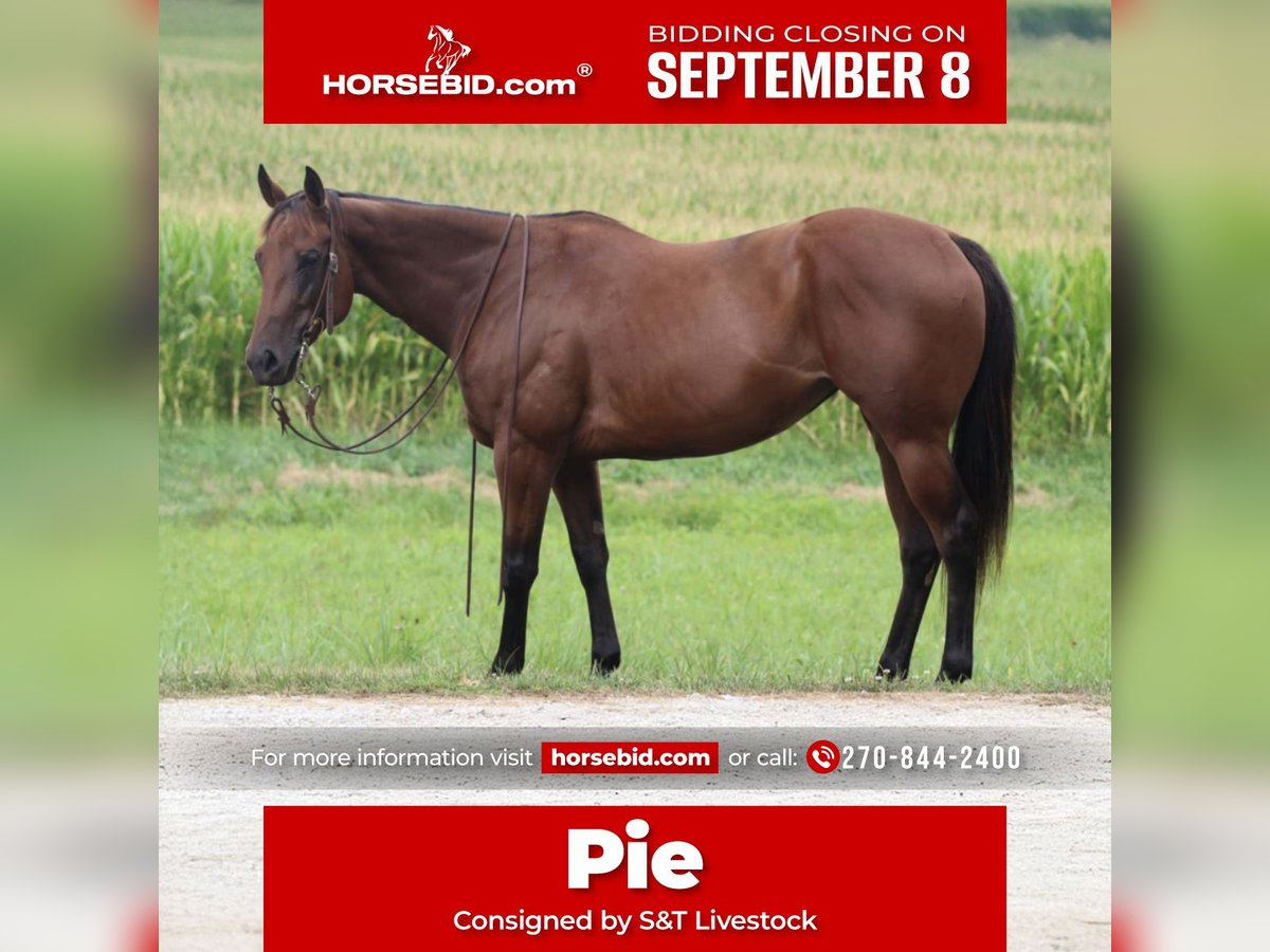 American Quarter Horse Merrie 8 Jaar 152 cm Roodbruin in Henderson