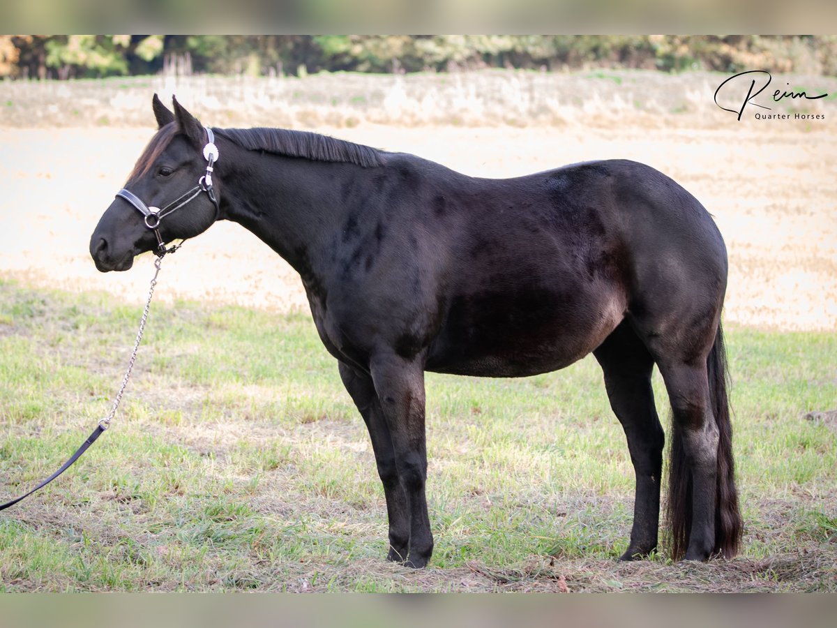 American Quarter Horse Merrie 8 Jaar 154 cm Zwart in Neufarn