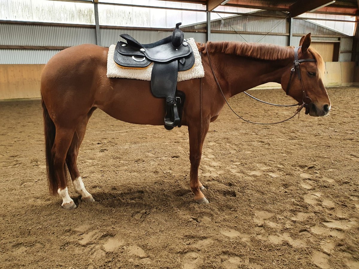 American Quarter Horse Merrie 8 Jaar 155 cm Donkere-vos in Großbeeren