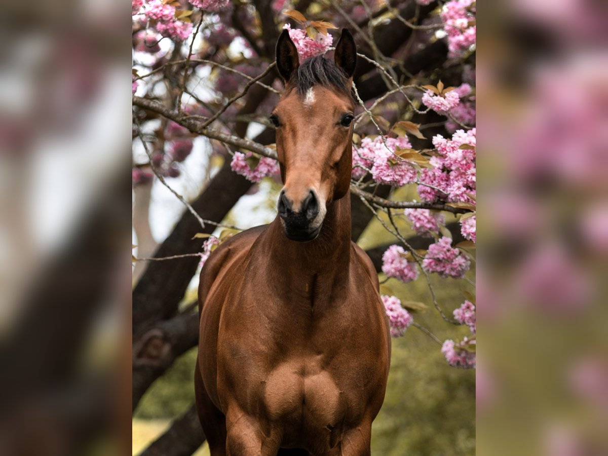 American Quarter Horse Merrie 8 Jaar 160 cm Bruin in Midwolde