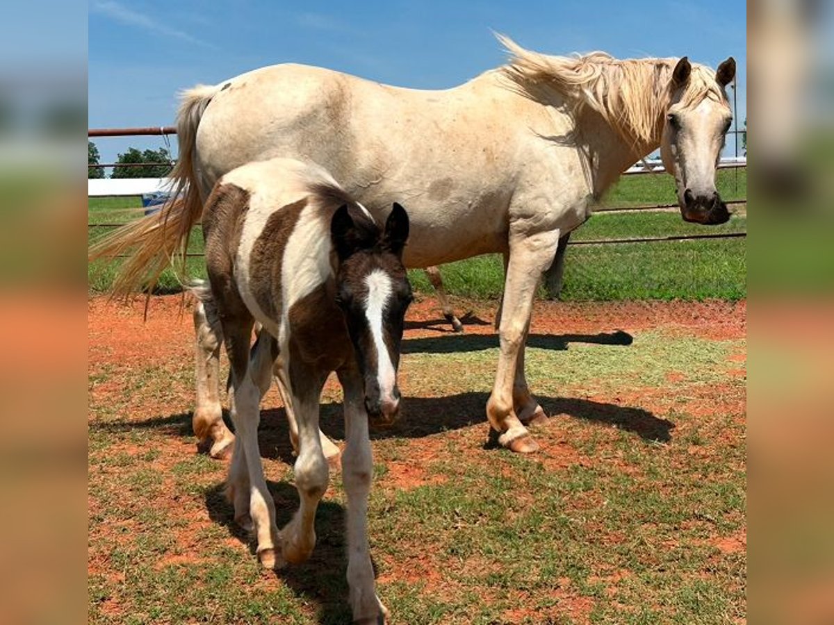 American Quarter Horse Merrie 8 Jaar 163 cm Palomino in Crescent