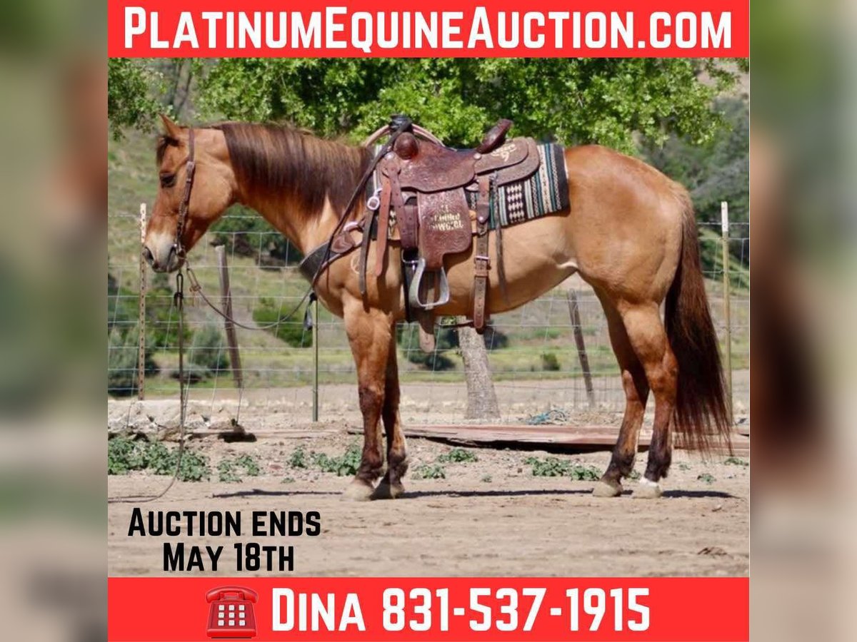 American Quarter Horse Merrie 8 Jaar Falbe in Paicines CA