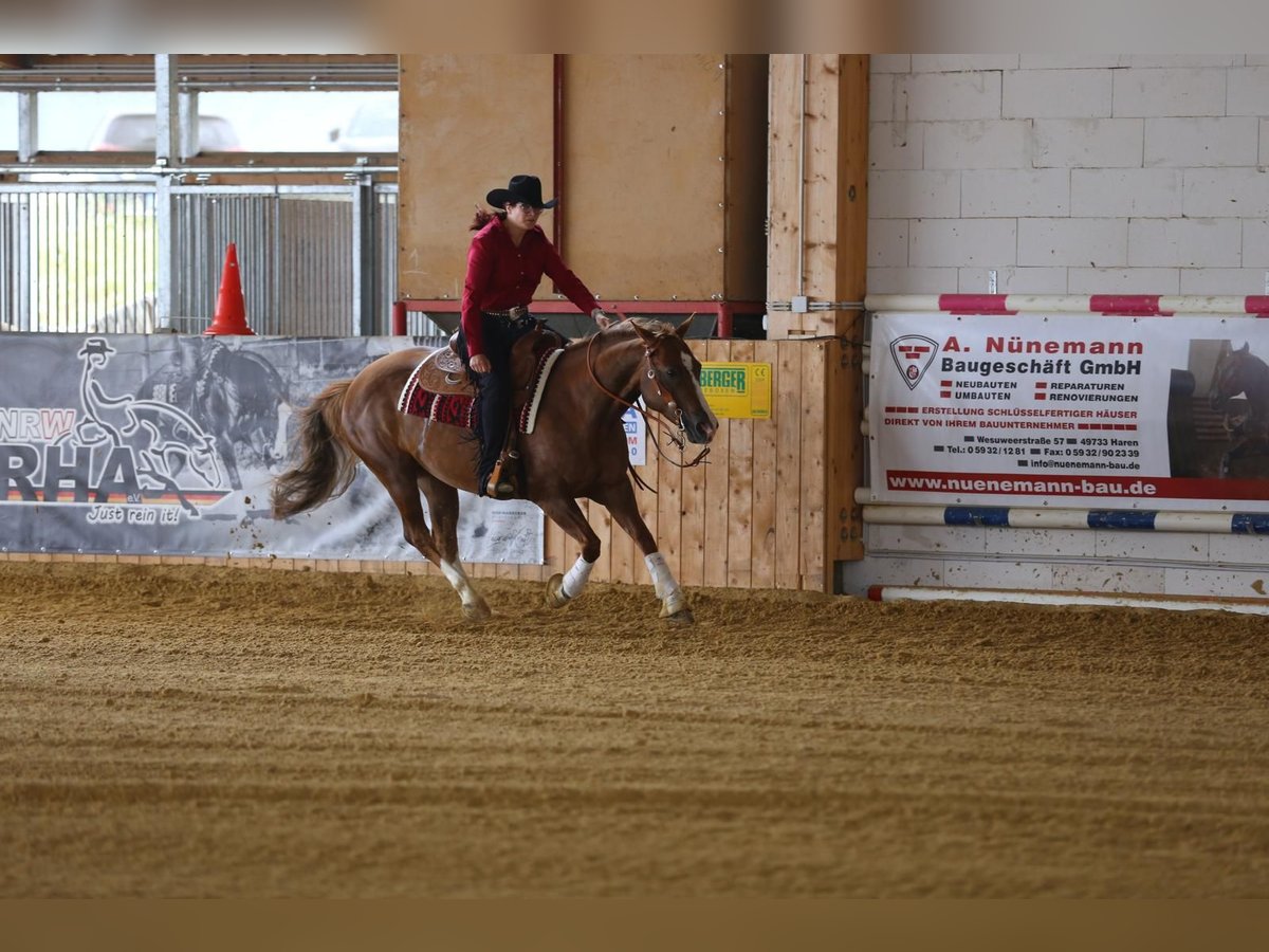 American Quarter Horse Merrie 9 Jaar 147 cm Vos in Rhede