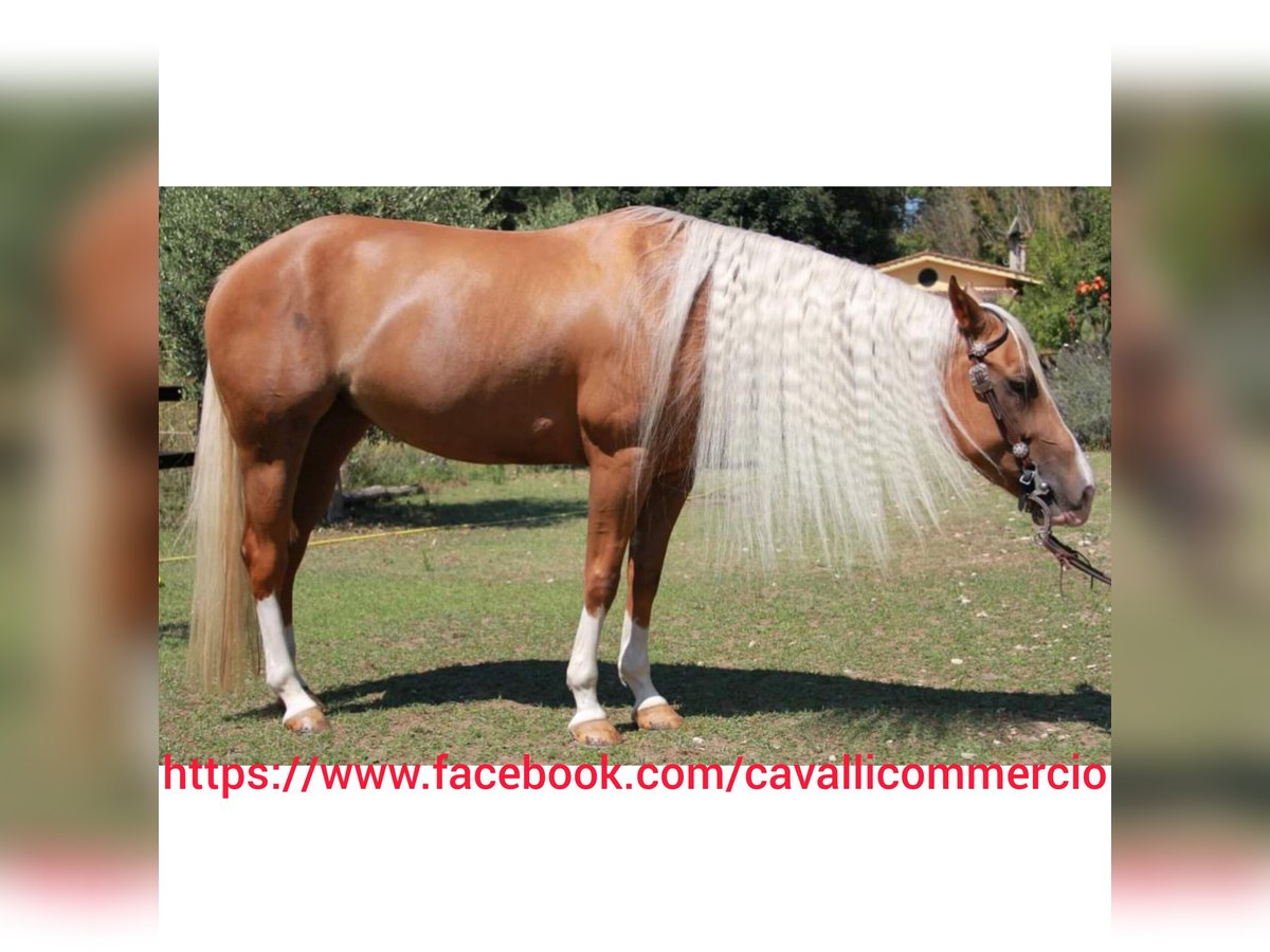 American Quarter Horse Merrie 9 Jaar 151 cm Palomino in Roma