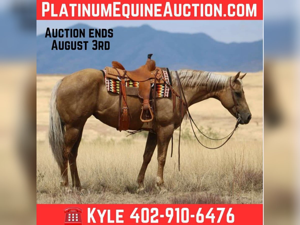 American Quarter Horse Merrie 9 Jaar 155 cm Palomino in Nogales, AZ