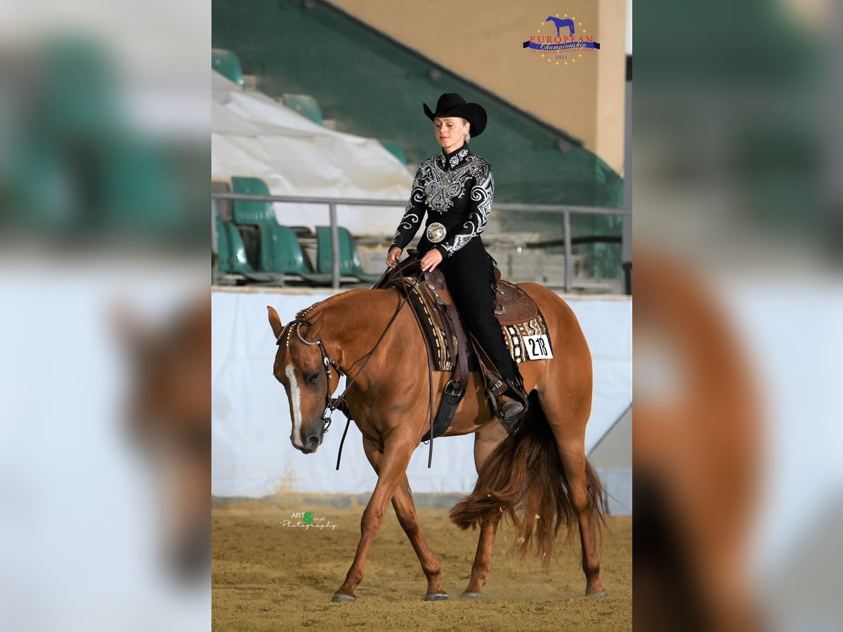 American Quarter Horse Merrie 9 Jaar 157 cm Vos in Bergen auf Rügen