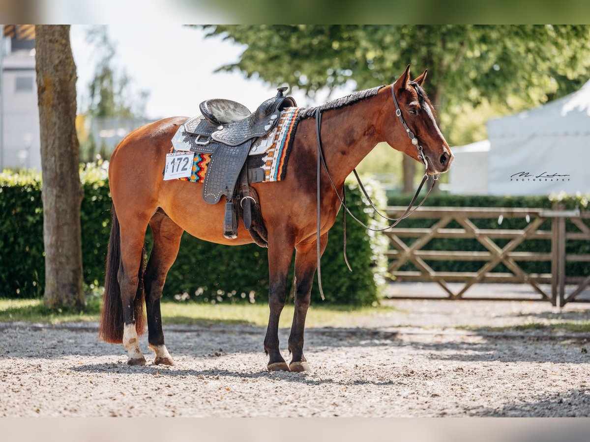 American Quarter Horse Merrie 9 Jaar 158 cm Bruin in Kail