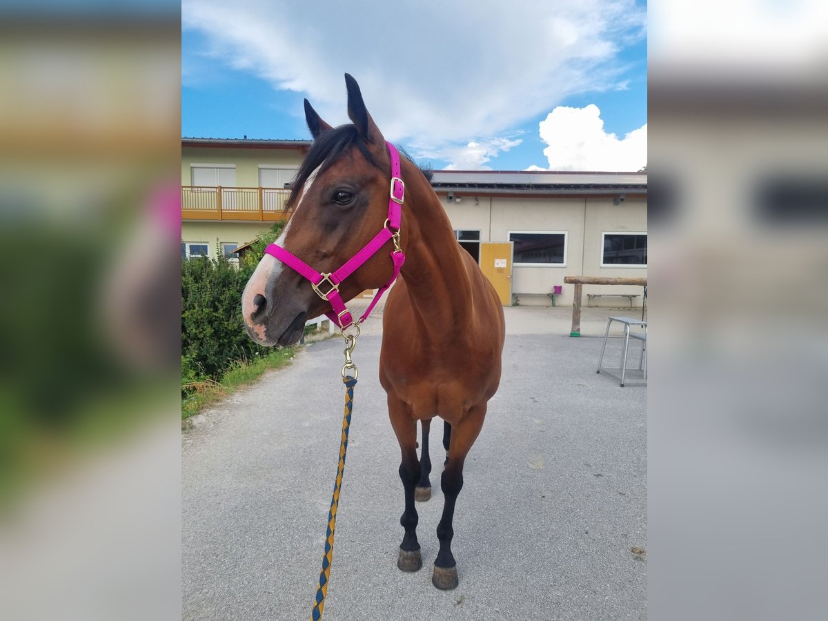 American Quarter Horse Merrie 9 Jaar 159 cm in Innsbruck