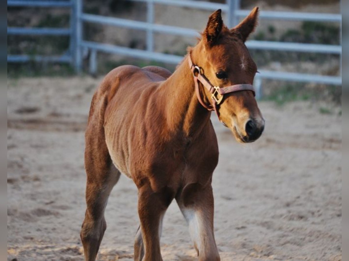 American Quarter Horse Merrie  148 cm Donkere-vos in Mehlmeisel