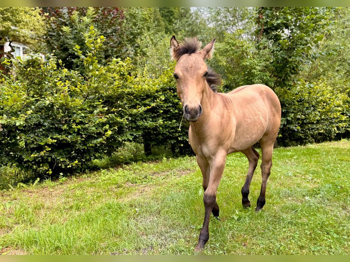 American Quarter Horse Merrie veulen (03/2024) 149 cm Buckskin in Hülben