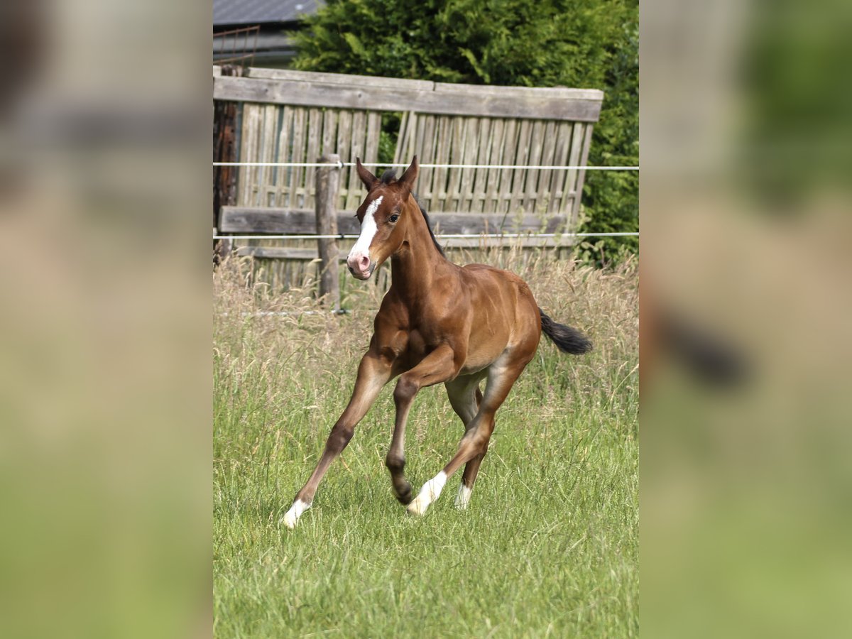 American Quarter Horse Merrie Veulen (06/2025) 150 cm Bruin in Celle