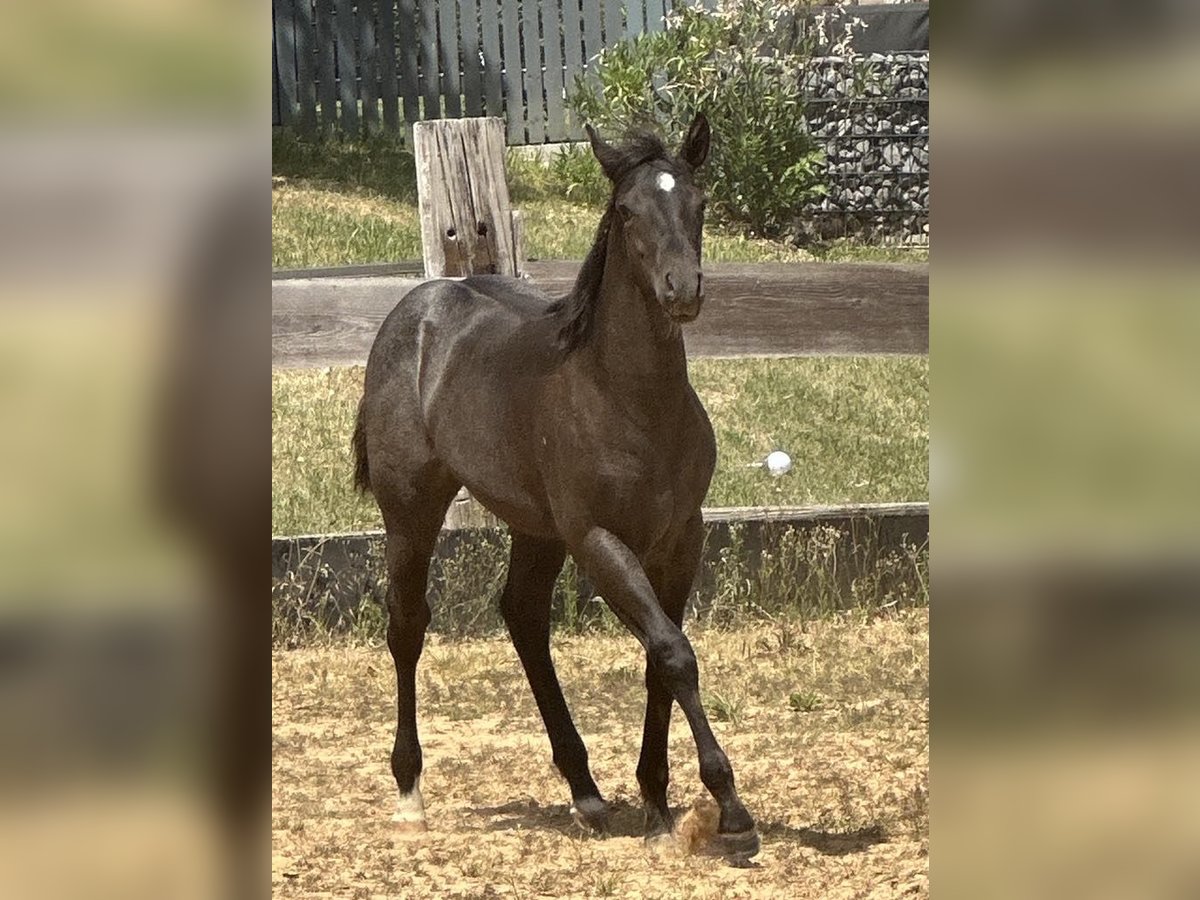 American Quarter Horse Merrie  150 cm Roan-Blue in Miltenberg