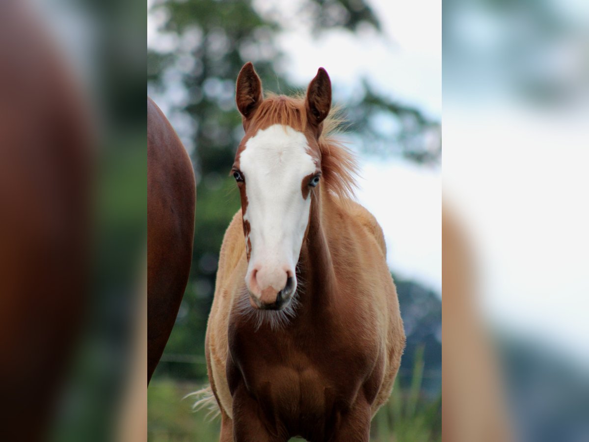 American Quarter Horse Merrie Veulen (03/2025) 150 cm Vos in Stade