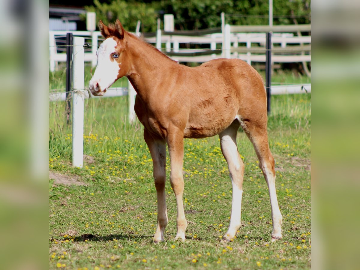 American Quarter Horse Merrie  150 cm Vos in Stade