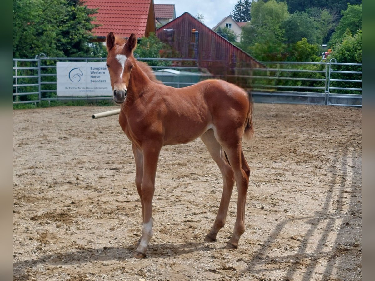 American Quarter Horse Merrie veulen (05/2024) 150 cm Vos in Schiltberg