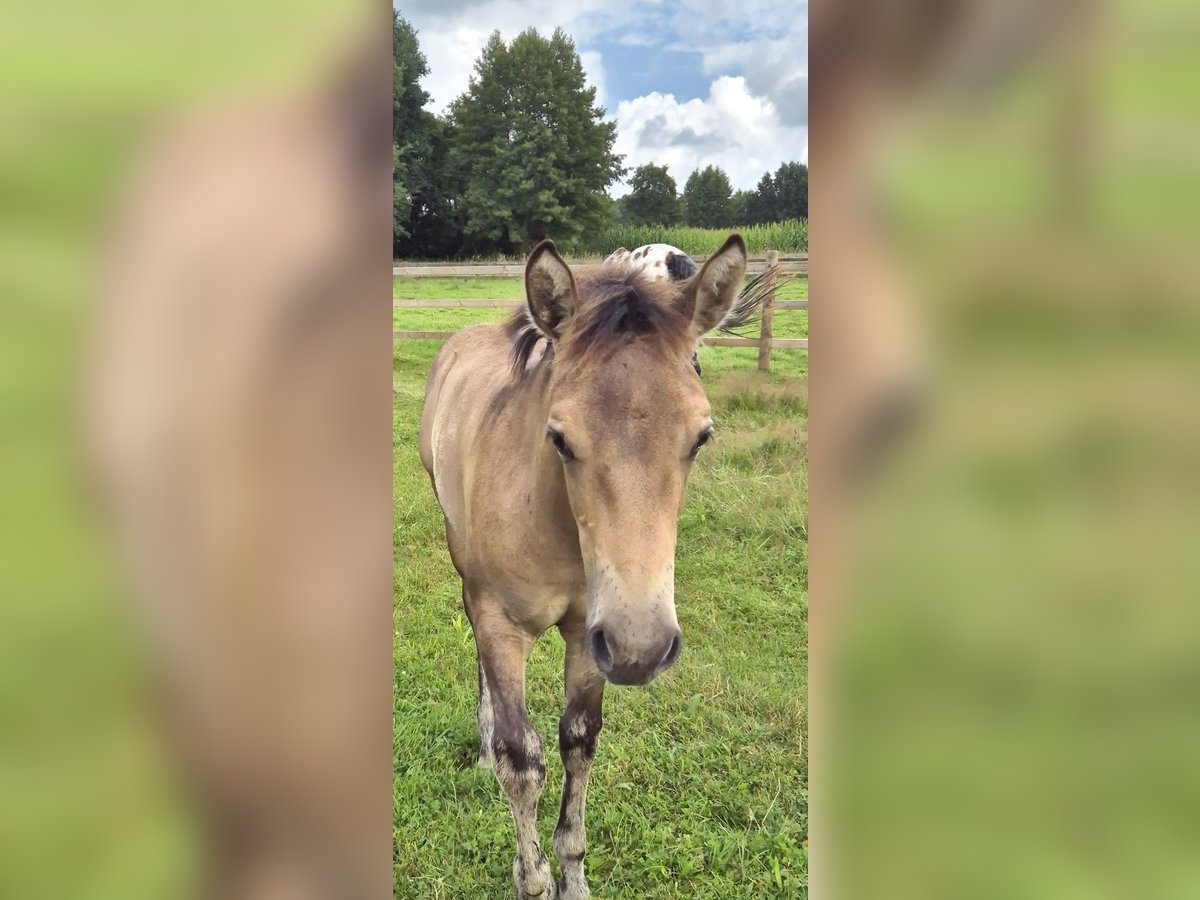 American Quarter Horse Mix Merrie Veulen (04/2025) 152 cm Buckskin in Wietmarschen