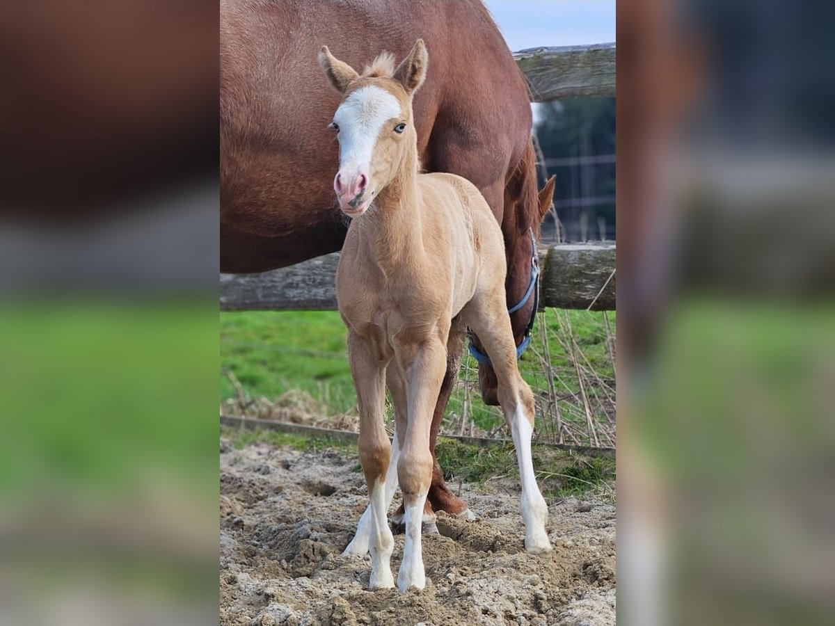 American Quarter Horse Merrie  152 cm Palomino in Halfing