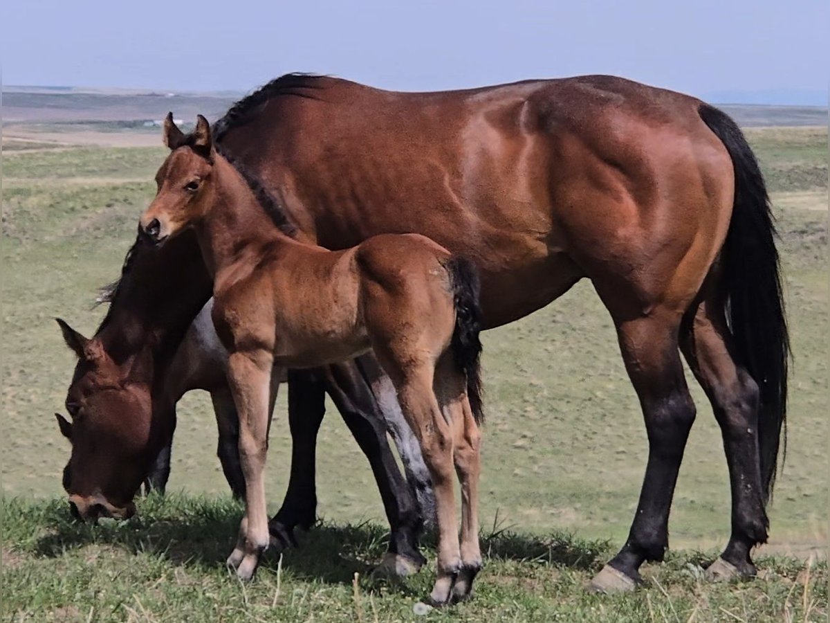 American Quarter Horse Merrie Veulen (05/2025) 152 cm Roodbruin in Denton, MT