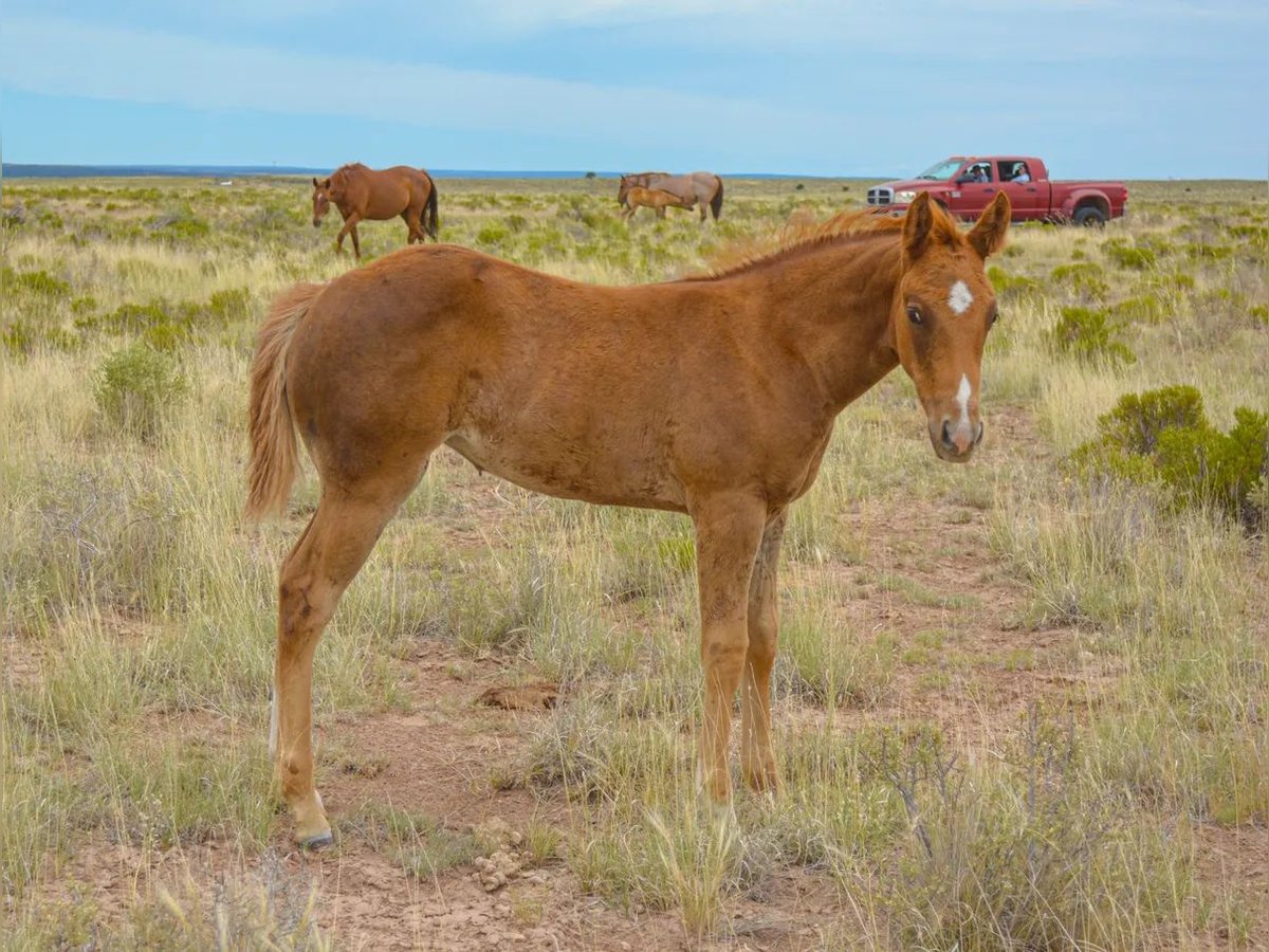 American Quarter Horse Merrie veulen (04/2024) 152 cm Roodvos in Chambers