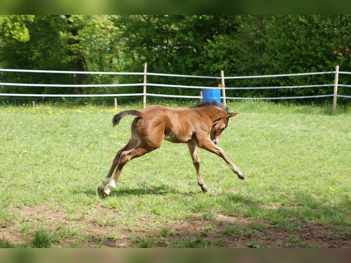 American Quarter Horse Merrie Veulen (04/2025) 153 cm Bruin in Breitenbach