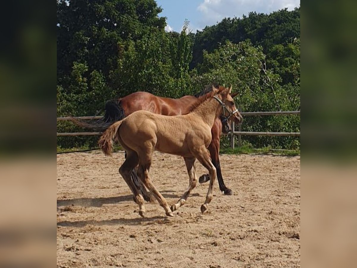 American Quarter Horse Merrie Veulen (06/2025) 153 cm Red Dun in Wenden