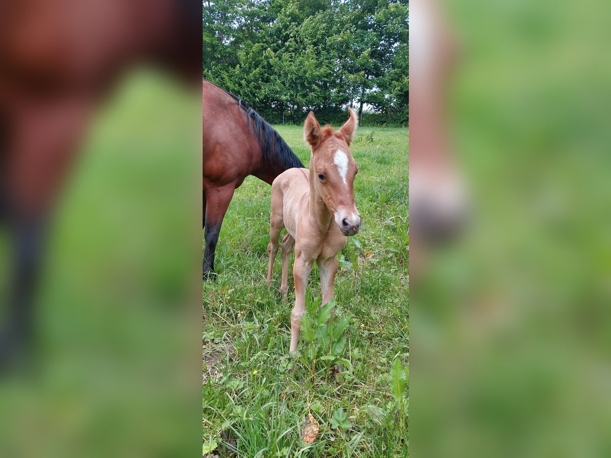 American Quarter Horse Merrie Veulen (06/2025) 153 cm Red Dun in Wenden