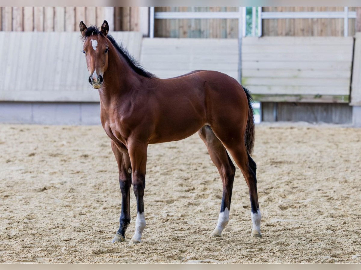 American Quarter Horse Merrie Veulen (04/2025) 154 cm Bruin in Driekirch